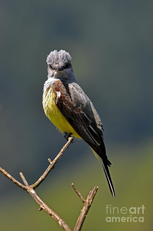 Western Kingbird I I Photograph by Laura Mountainspring
