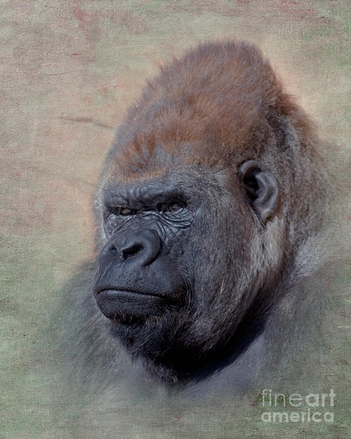 Western Lowland Gorilla Photograph by Betty LaRue