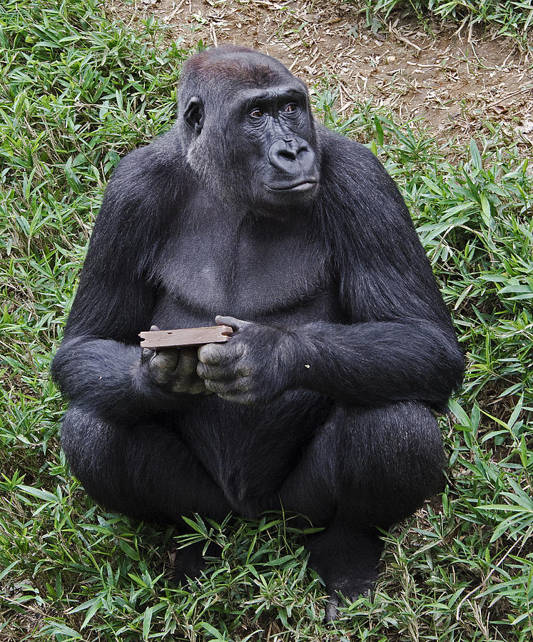 Gorilla Photograph - Western Lowland Gorilla by Brendan Reals