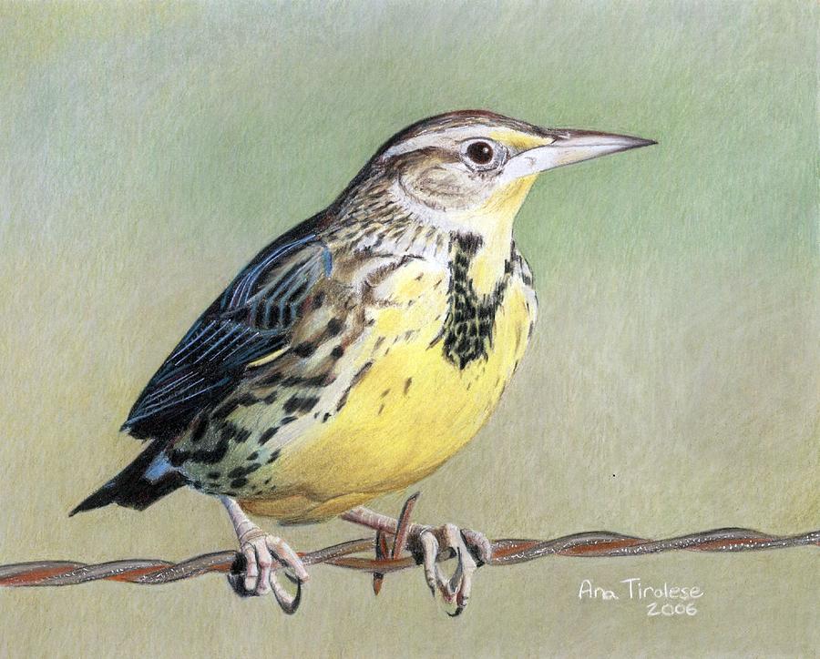 Western Meadowlark Drawing by Ana Tirolese