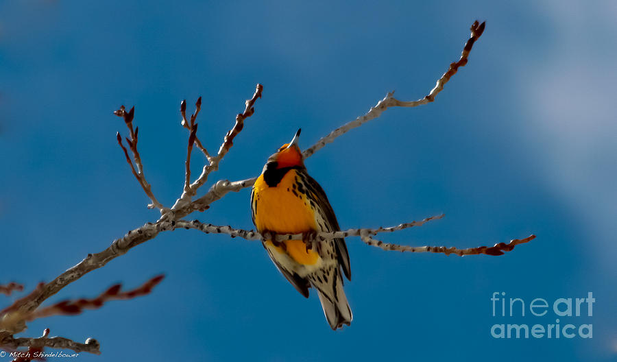 Nature Photograph - Western Meadowlark by Mitch Shindelbower