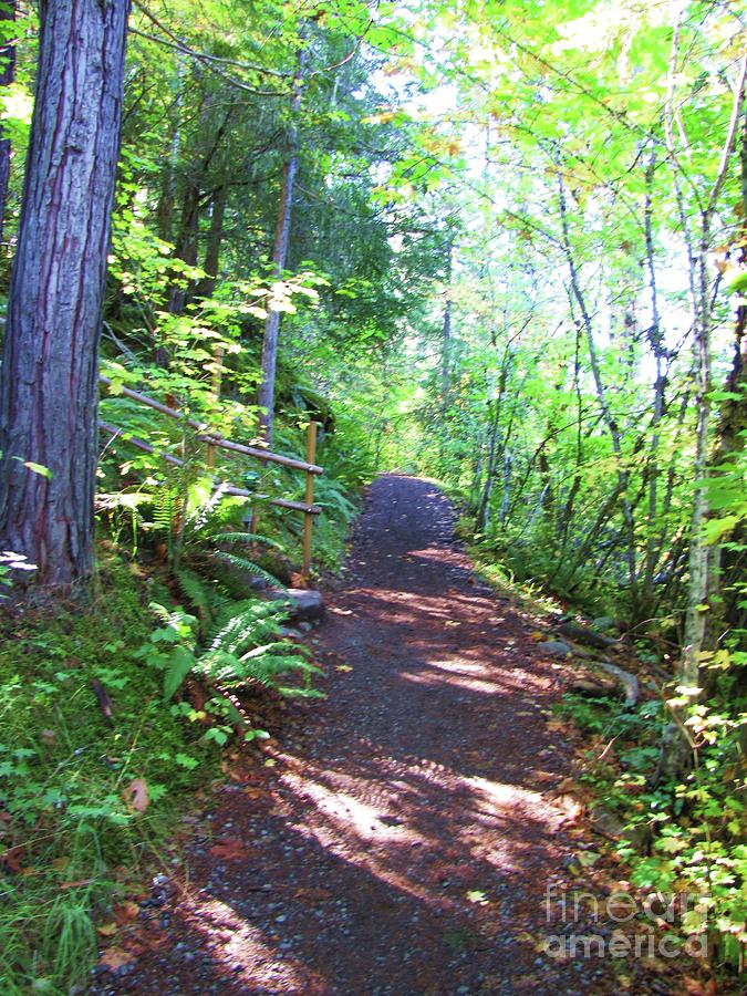Western Oregon forest trail Photograph by Michele Penner