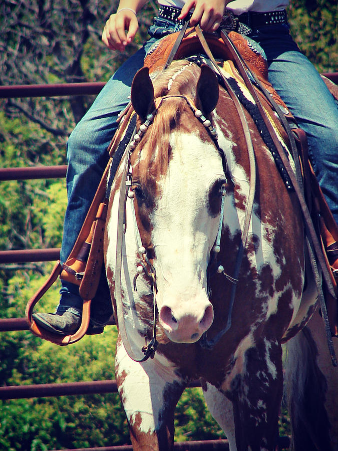 Western Paint Horse Photograph by Cassie Peters