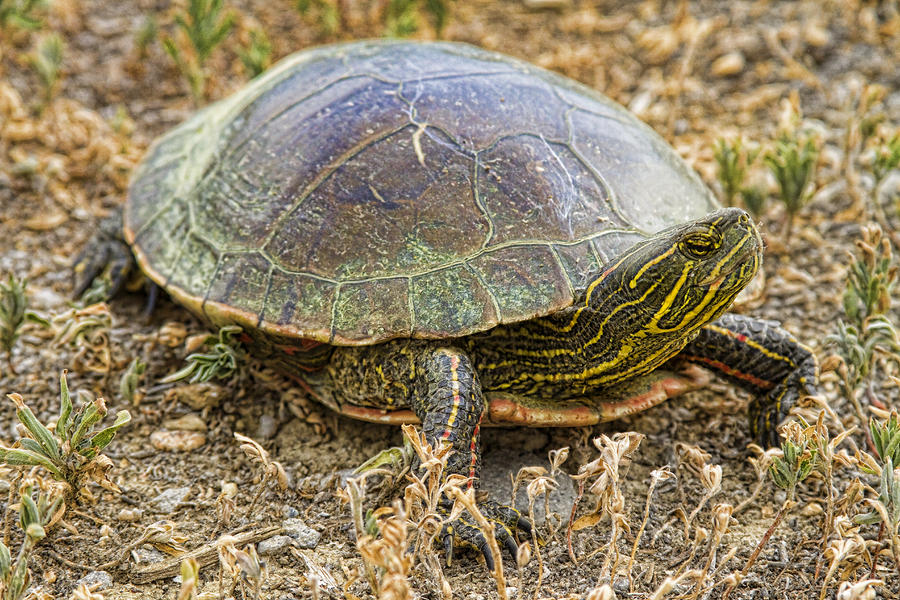 Western Painted Turtle Photograph by James BO Insogna - Pixels