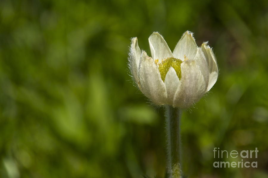Western Pasqueflower Photograph by Sean Griffin