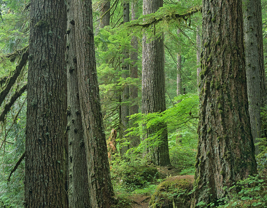 Western Red Cedar Old Growth Forest Photograph by Tim Fitzharris