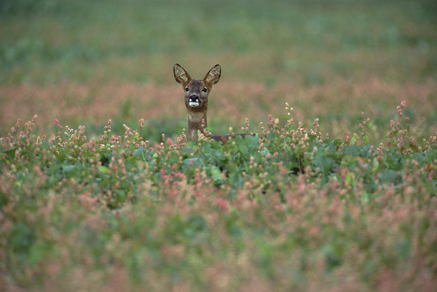 Western Roe Deer Capreolus Capreolus Photograph by Konrad Wothe