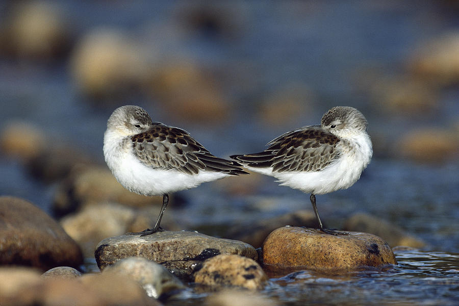 Western Sandpiper Pair Standing Back Photograph by Tim Fitzharris