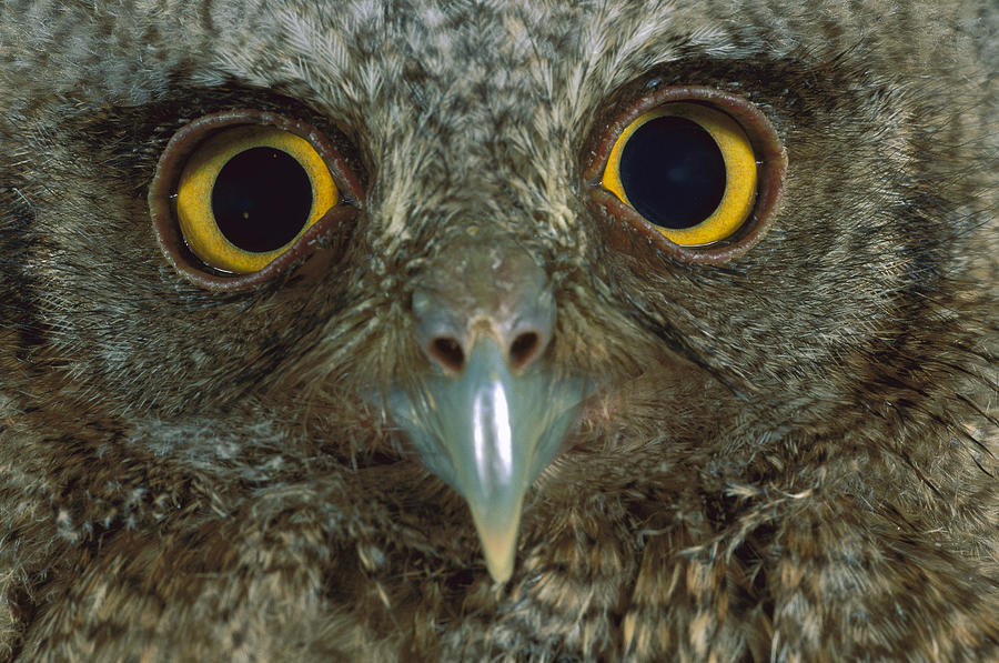 Western Screech Owl Otus Kennicottii Photograph by Christian Ziegler Western Screech Owl Otus Kennicottii Photograph by Christian Ziegler