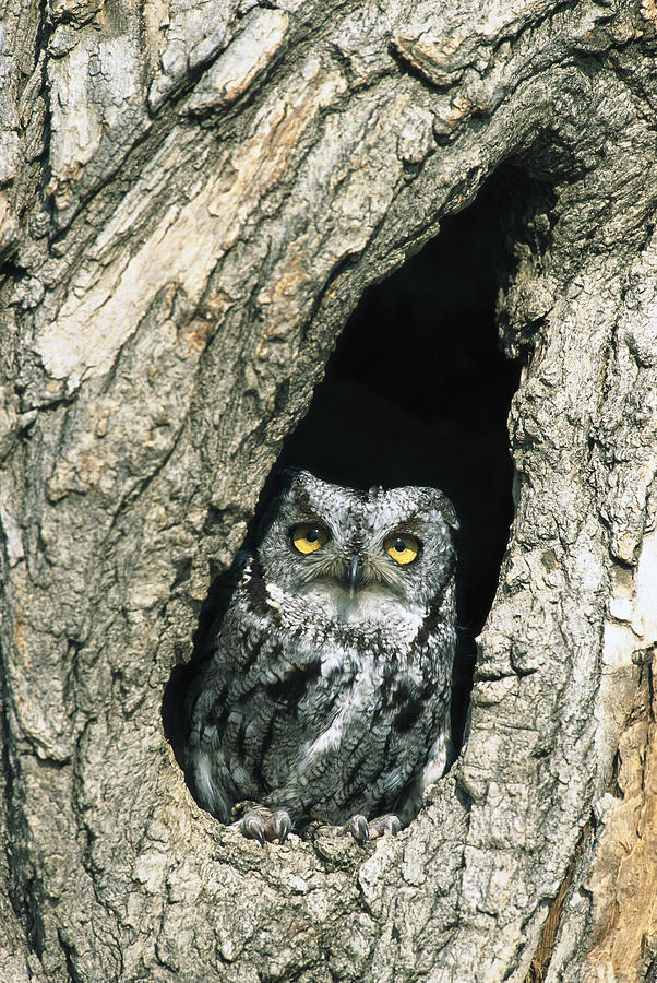 Western Screech Owl Otus Kennicottii Photograph by Konrad Wothe