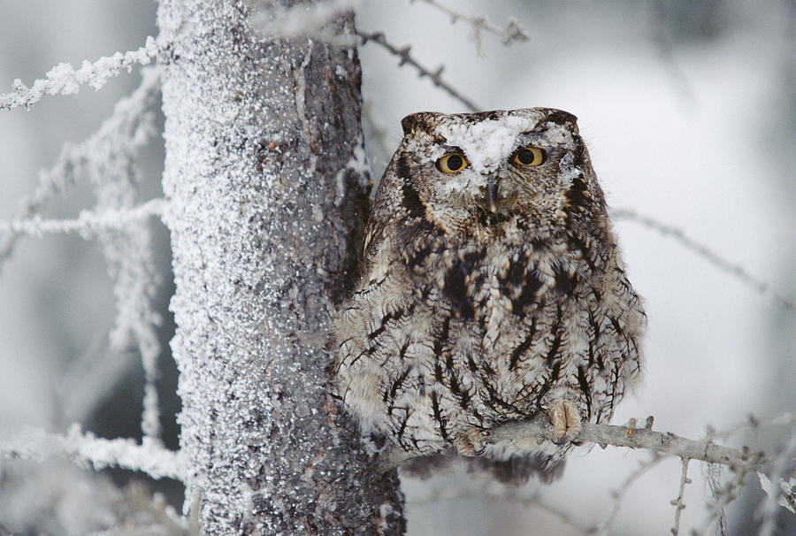 Western Screech Owl Perching In A Tree Photograph by Tim Fitzharris