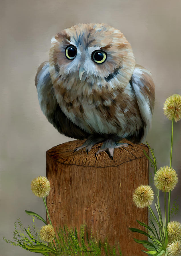 Western Screech Owl by Thanh Thuy Nguyen