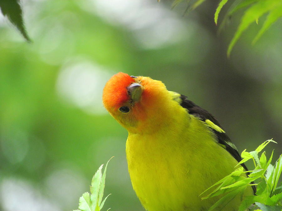 Western Tanager Photograph by Angie Vogel