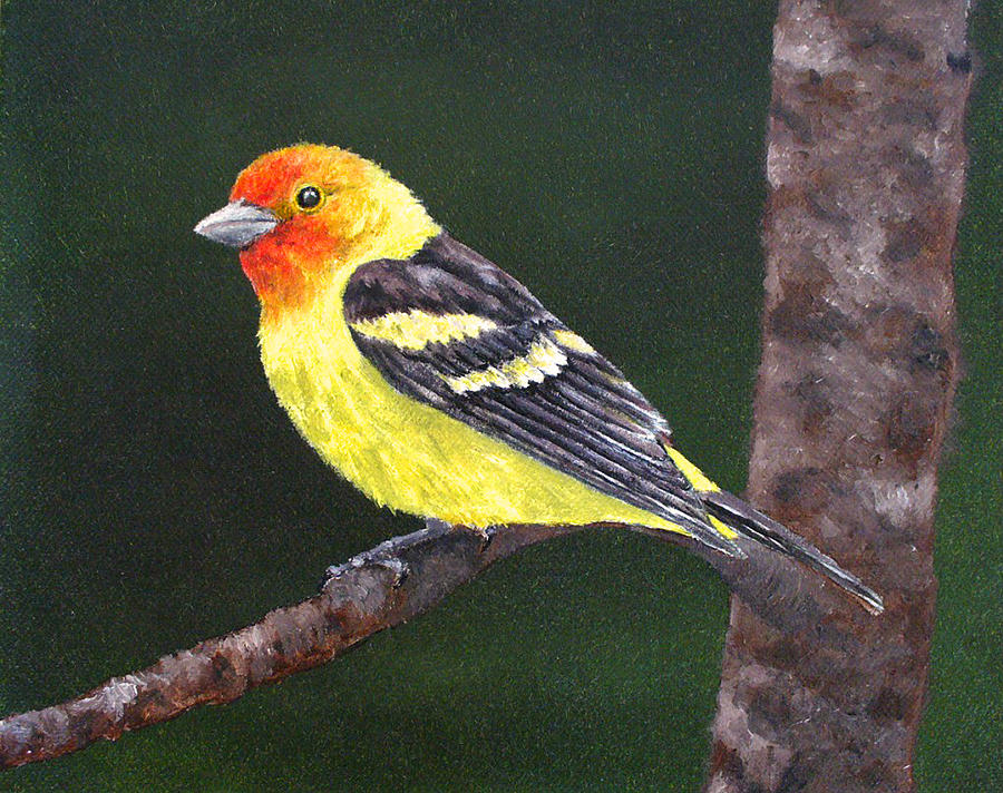 Western Tanager Painting by Laura Savi