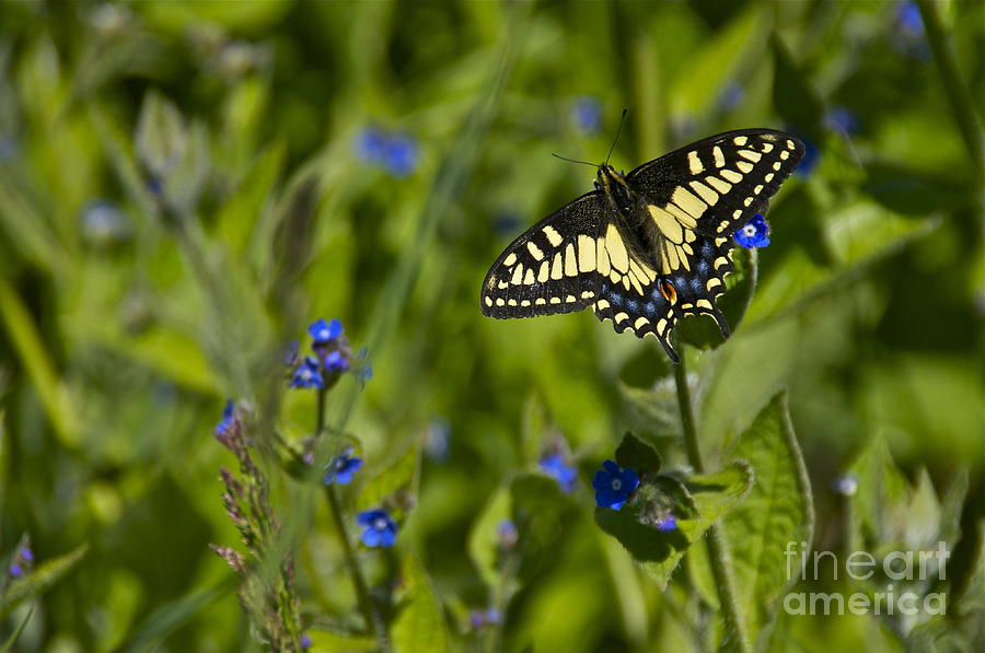 Western Tiger Swallowtail in Flight Photograph by Sean Griffin