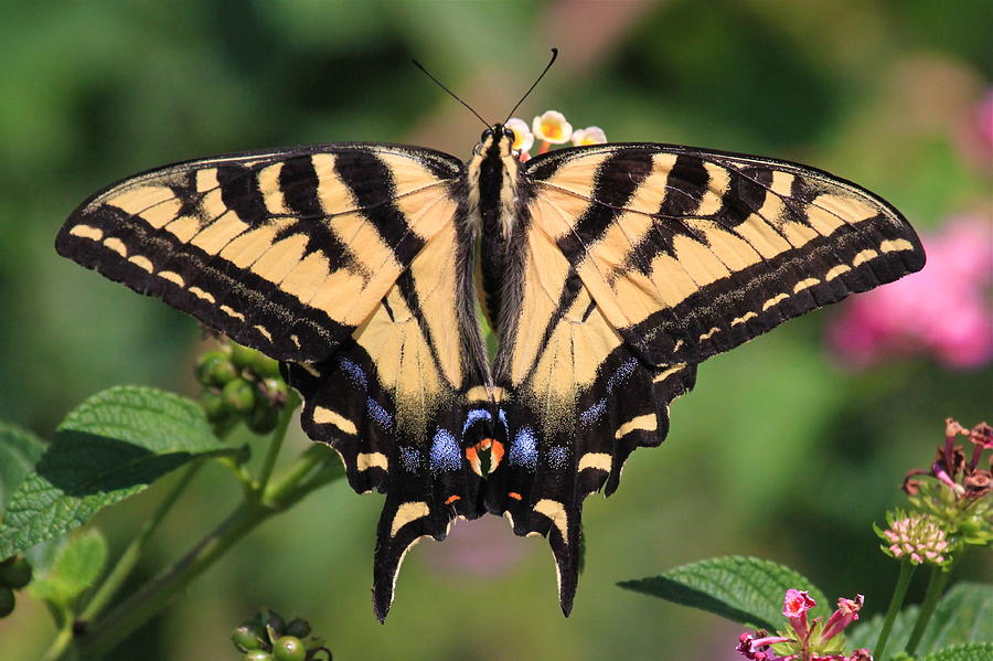 Western Tiger Swallowtail Photograph by Paul Marto