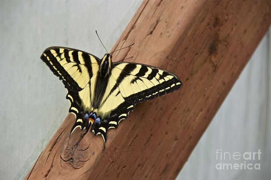 Western Tiger Swallowtail Photograph by Sean Griffin
