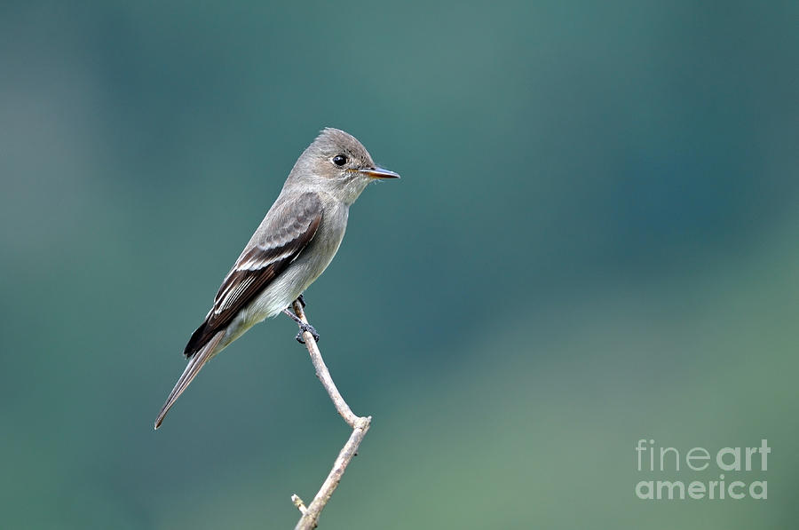 Flycatcher Photograph - Western Wood-Pewee by Laura Mountainspring