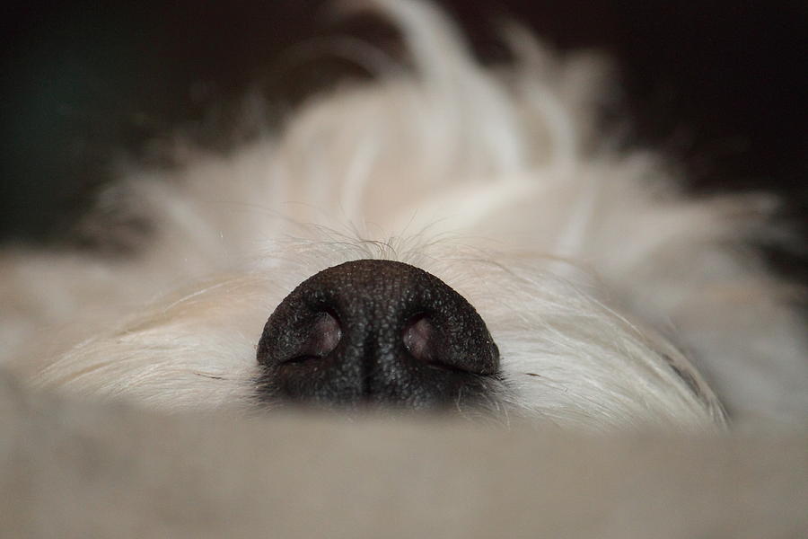Westie Photograph - Westie Nose by Jon Zombek