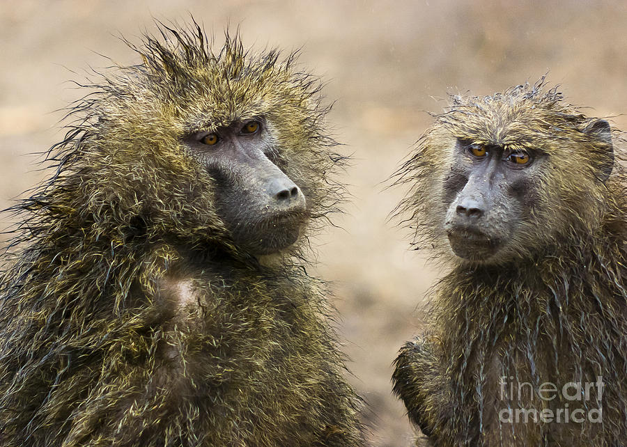 Wet baboons Photograph by Darcy Michaelchuk