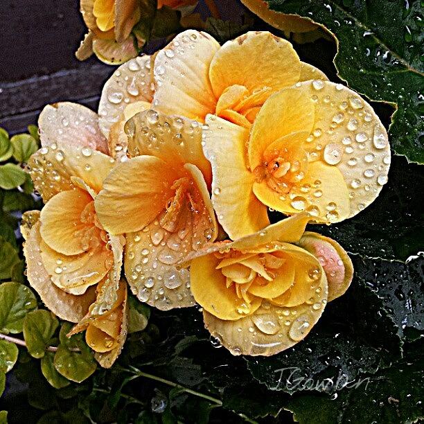 Flower Photograph - Wet Begonias. #begonia #water #droplets by Jess Gowan