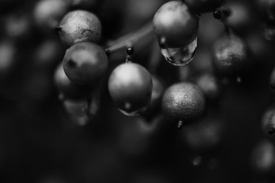 Wet Berries Black and White Photograph by Wilma  Birdwell