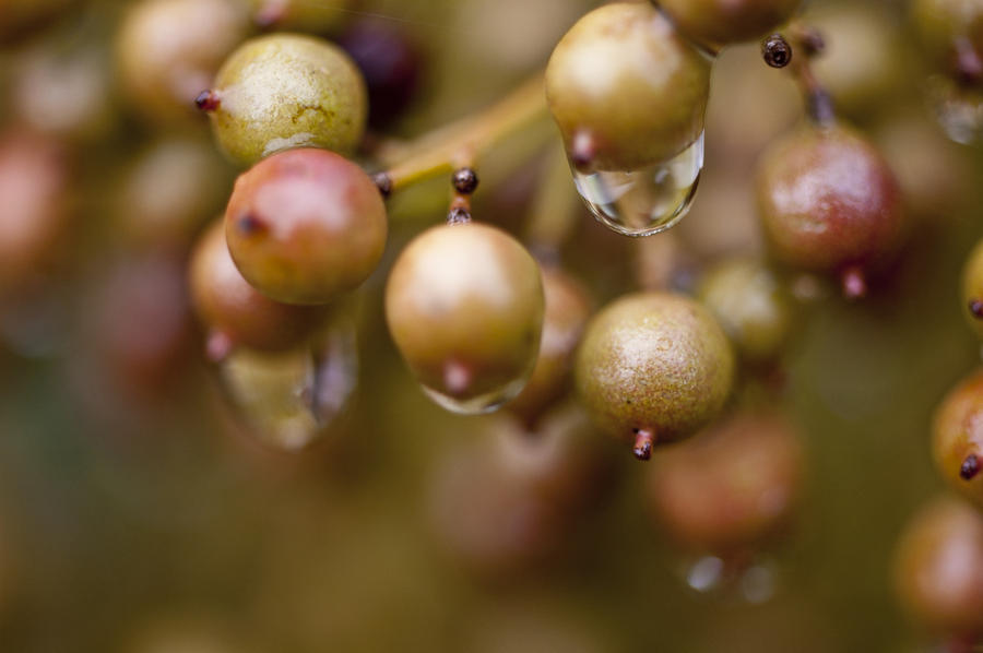 Wet Berries Photograph by Wilma  Birdwell