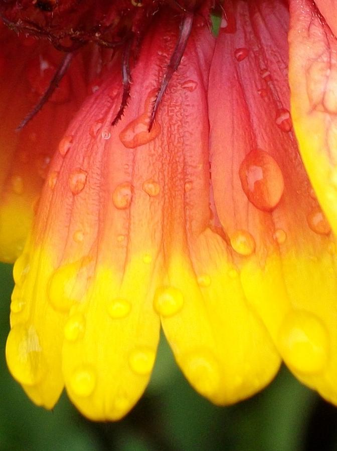 Flower Photograph - Wet Blanket 2 by Elizabeth Sullivan