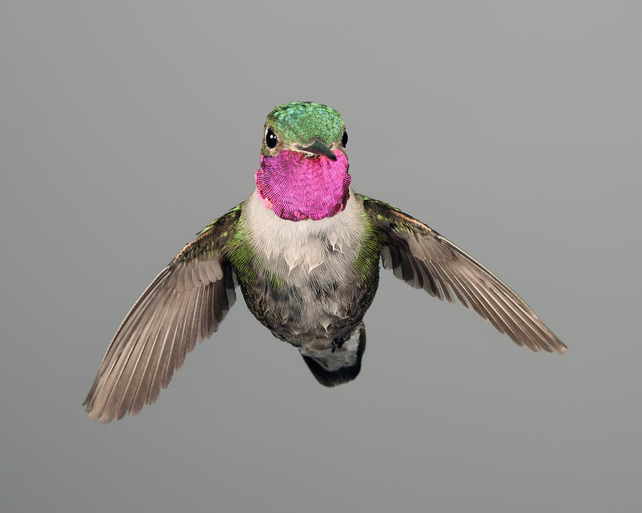 Wet Broadtail Hummingbird Photograph by Gregory Scott