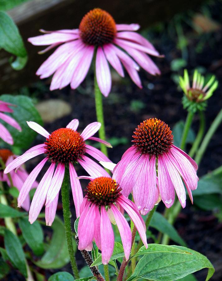 Wet Coneflowers Photograph by Chris Anderson