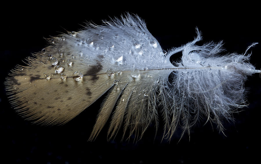 Wet feather Photograph by Jean Noren