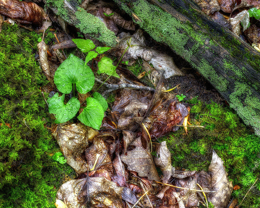 Wet Forest Floor Photograph by Steve Hurt