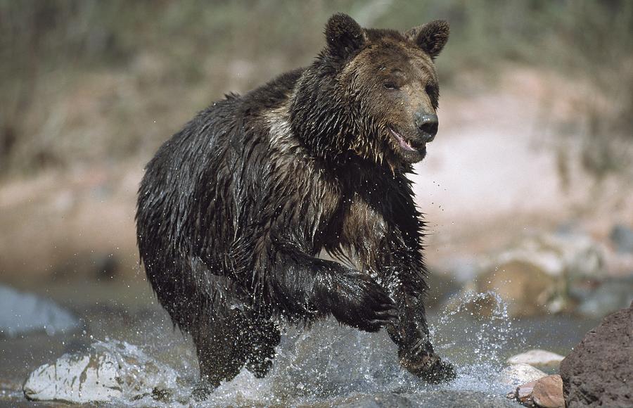grizzly bear running clipart