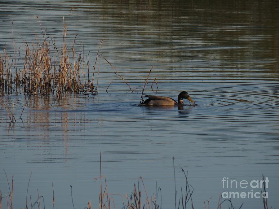 Duck Photograph - Wet headed mallard by Rrrose Pix