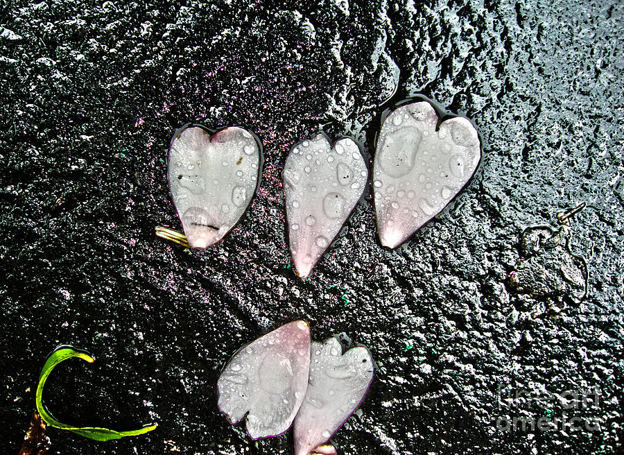 Wet Hearts Photograph