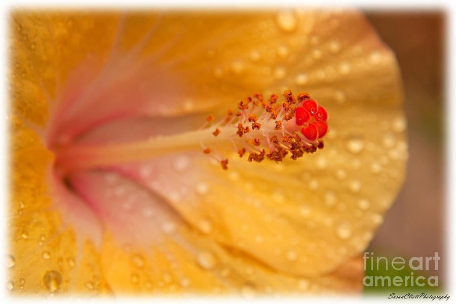 Wet Hibiscus Photograph by Susan Cliett