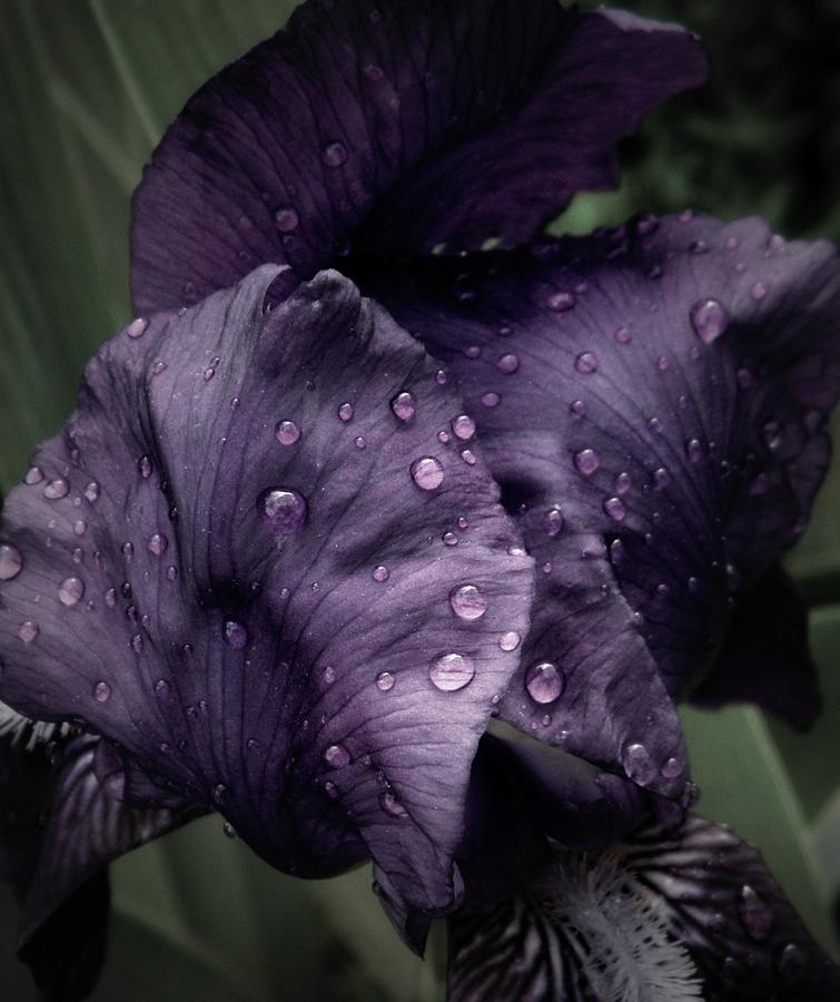 Wet Iris Number Three Photograph by Chris Berry