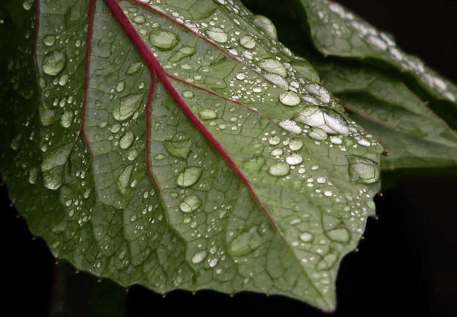 Wet Leaves Photograph by Chris Anderson