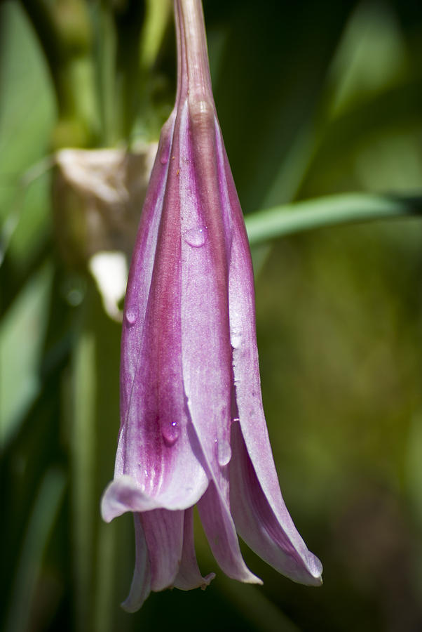 Wet Lily by Jason Pryor Wet Lily by Jason Pryor