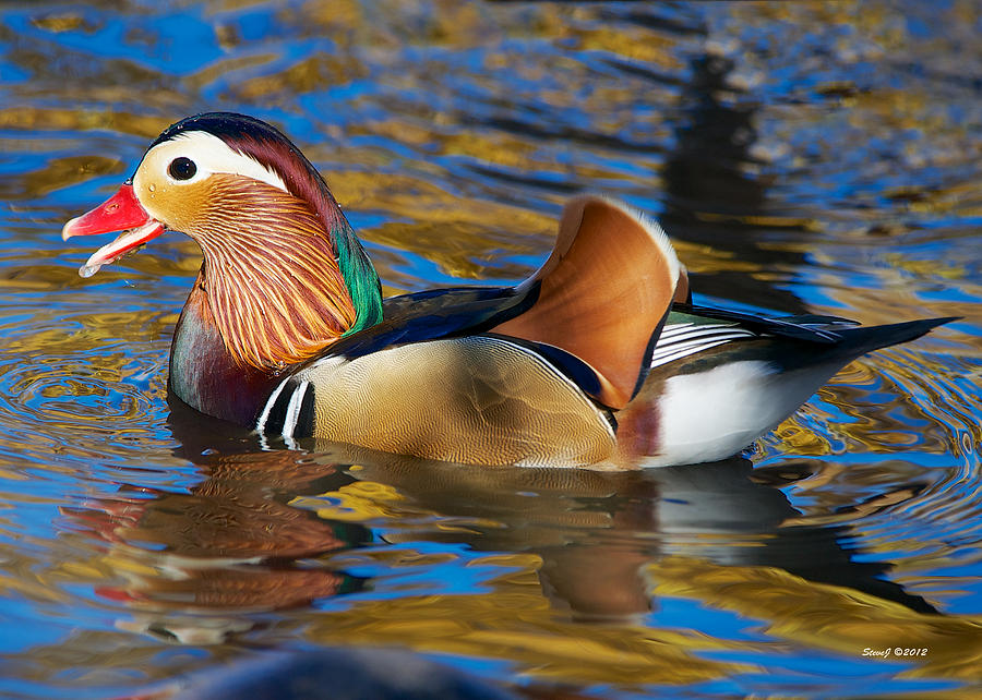 Wet Mandarin Duck Photograph by Stephen Johnson