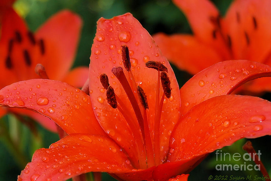 Wet on Red Photograph by Susan Smith