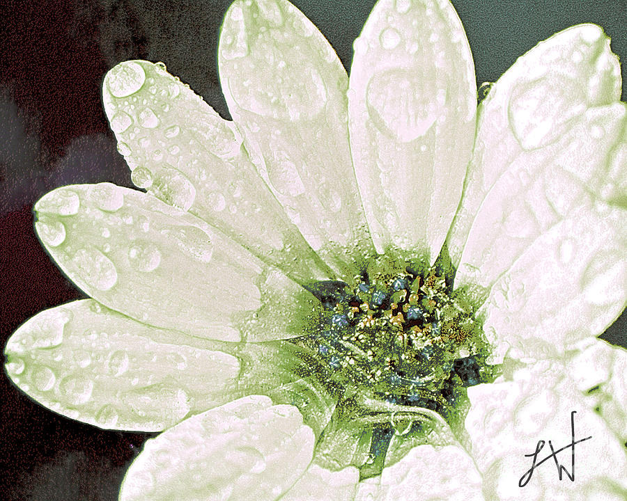 Wet Petals Digital Art by Artist and Photographer Laura Wrede