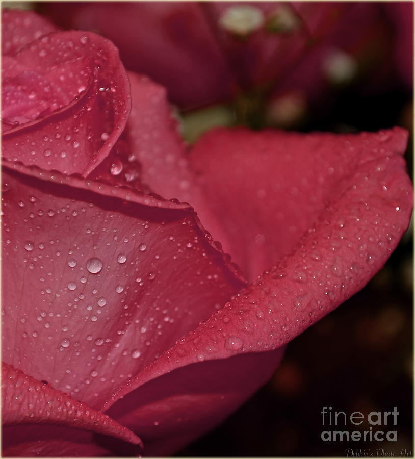 Wet pink rose macro Photograph by Debbie Portwood