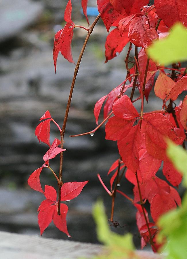 Fall Photograph - Wet Reds by Louise Mingua
