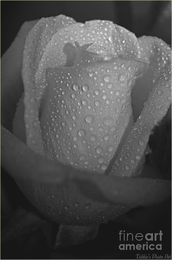 Wet rose bud  Photograph by Debbie Portwood