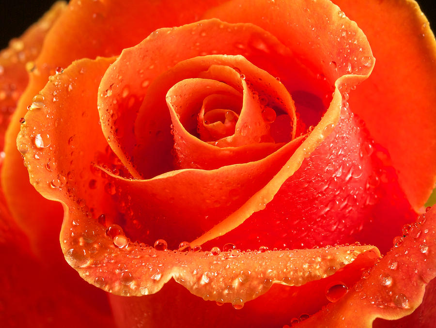 Wet rose Photograph by Jean Noren