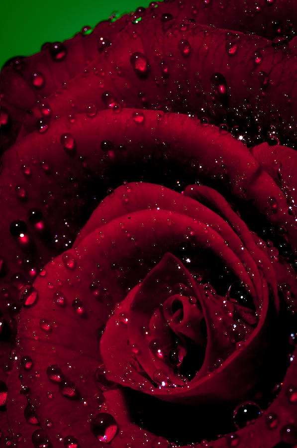 Wet rose Photograph by Nathan Wright