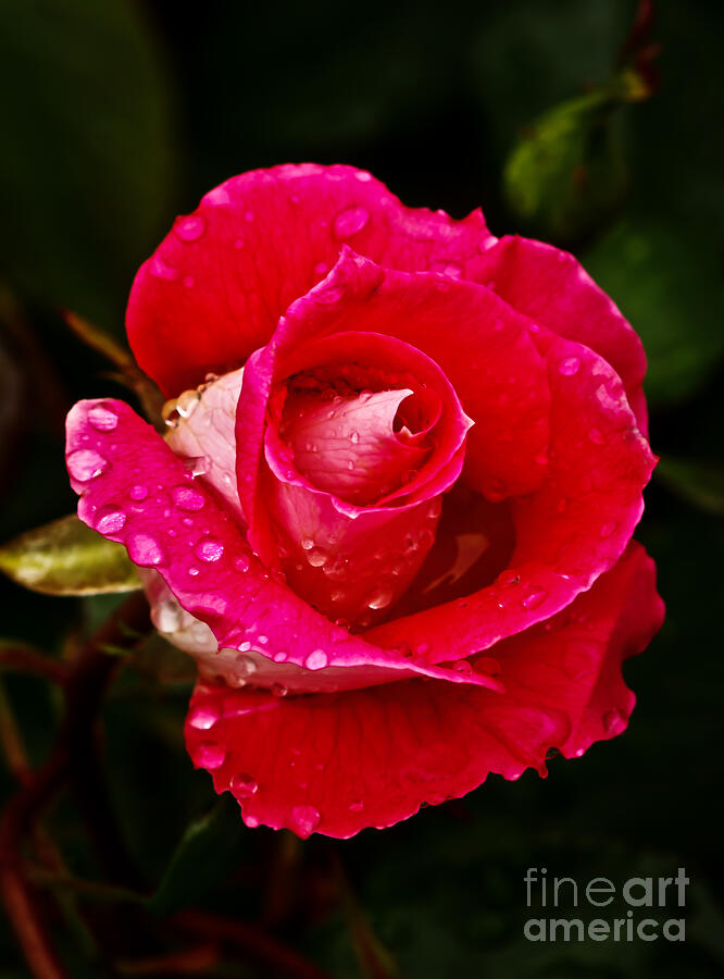 Wet Rose Photograph by Robert Bales