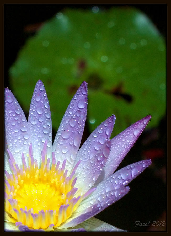 Wet Water Lily Photograph by Farol Tomson