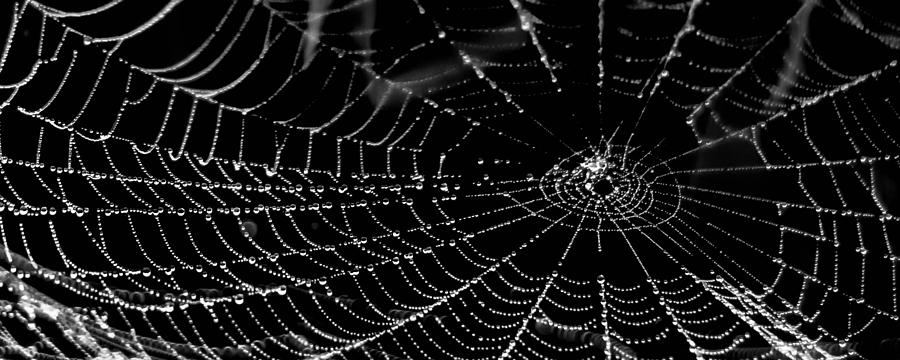 Wet web Photograph by Brian Stevens | Fine Art America